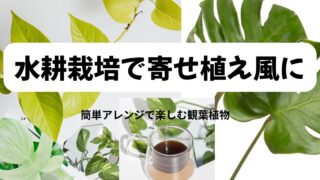 ポトス・モンステラ・フィロデンドロンの寄せ植え風水耕栽培