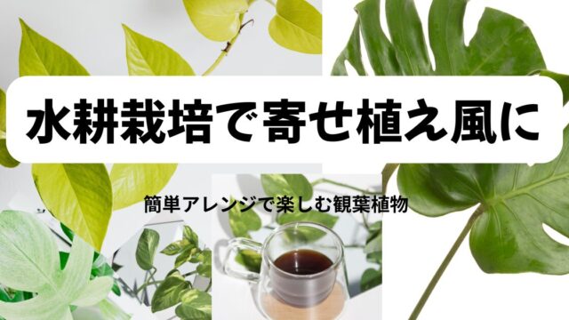 ポトス・モンステラ・フィロデンドロンの寄せ植え風水耕栽培