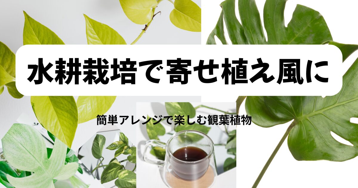 ポトス・モンステラ・フィロデンドロンの寄せ植え風水耕栽培