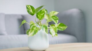 忙しい主婦でも育てやすいポトス・モンステラ・セロームの観葉植物