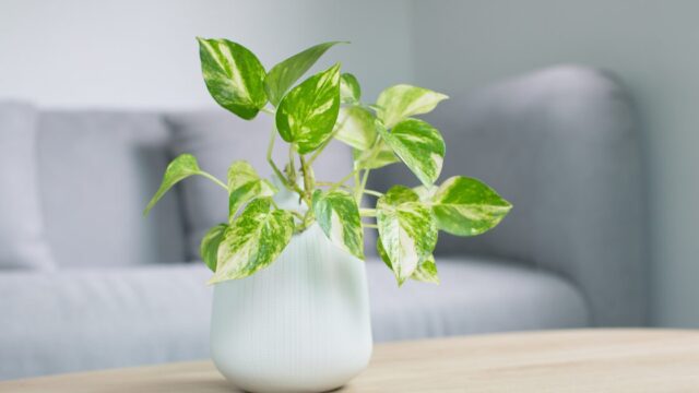 忙しい主婦でも育てやすいポトス・モンステラ・セロームの観葉植物