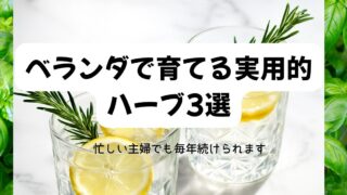 忙しい主婦でも楽しめるベランダハーブ栽培