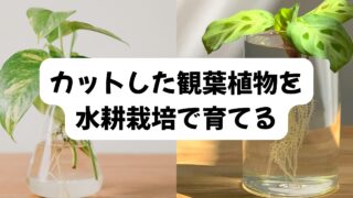 観葉植物の水耕栽培イメージ