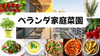 ベランダ家庭菜園で育てたミニトマト・バジル・ローズマリー・ラディッシュと収穫した野菜を使った料理