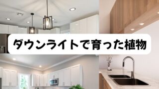 ダウンライトで育った植物