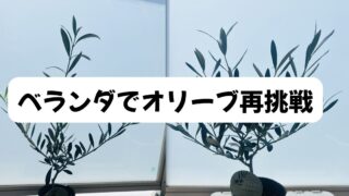 オリーブ再挑戦！