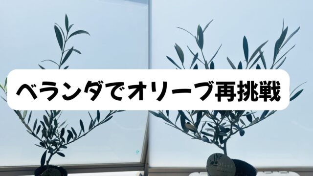 オリーブ再挑戦！