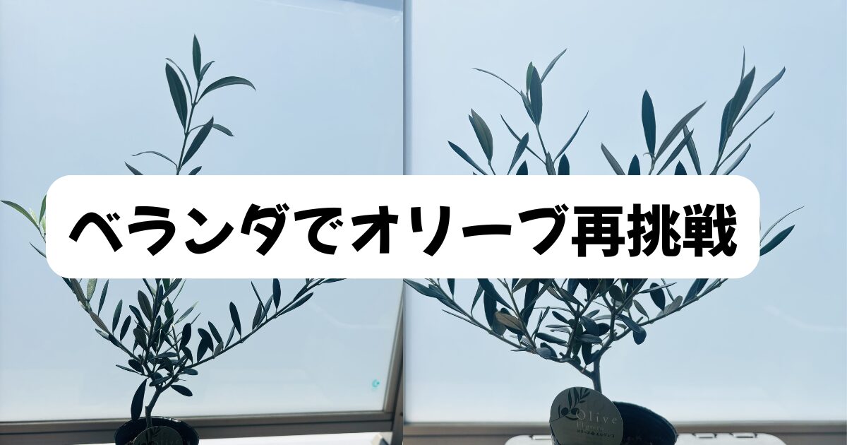 オリーブ再挑戦！