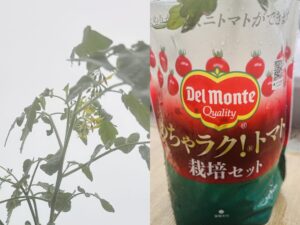 ミニトマト袋栽培